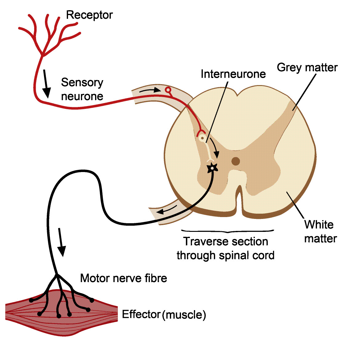 A reflex arc